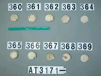 藏品(芋螺貝)的圖片